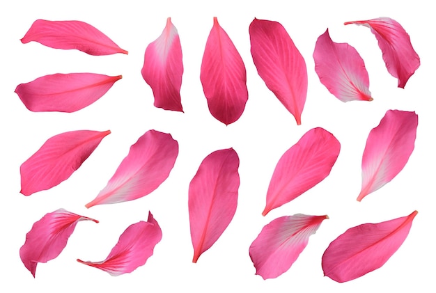 Photo bauhinia petals pink chongkho petal flowers isolated on white background image with clipping path