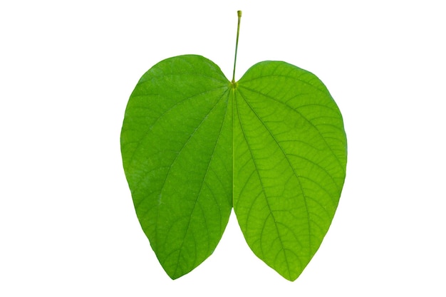 Foto bauhinia purpurea foglie di purpurea verde su sfondo bianco isolare