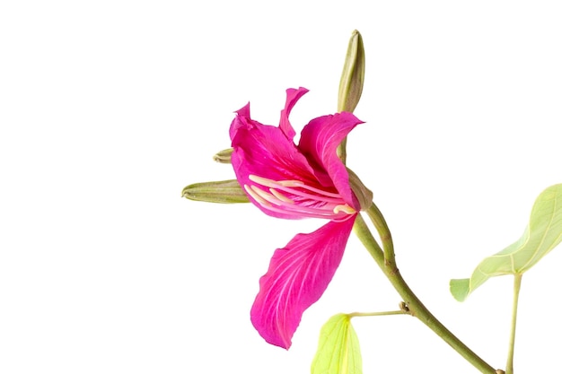 Bauhinia purpurea Pink flower isolated on white background