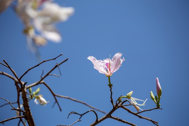 Bauhinia variegata paarse orchideeënboom een soort plantenfamilie fabaceae.