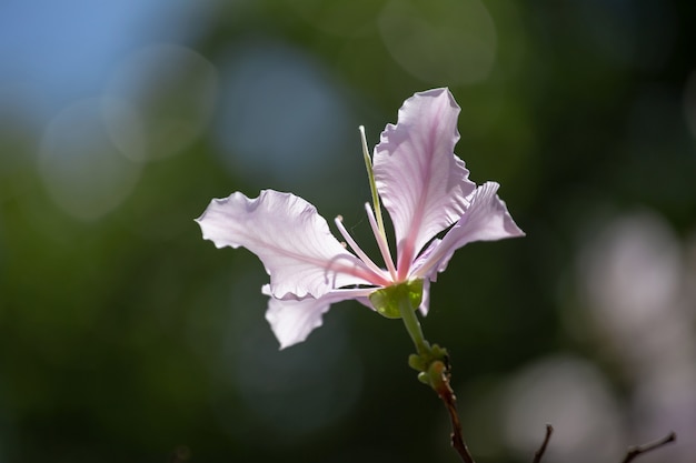 Bauhinia variegata 자주색 난초 나무 식물과 Fabaceae의 종.