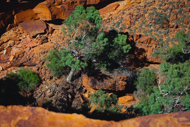 Foto baumbewuchs in de kings canyon in australië