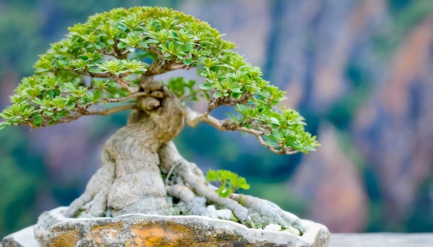 bautiful bonsai tree