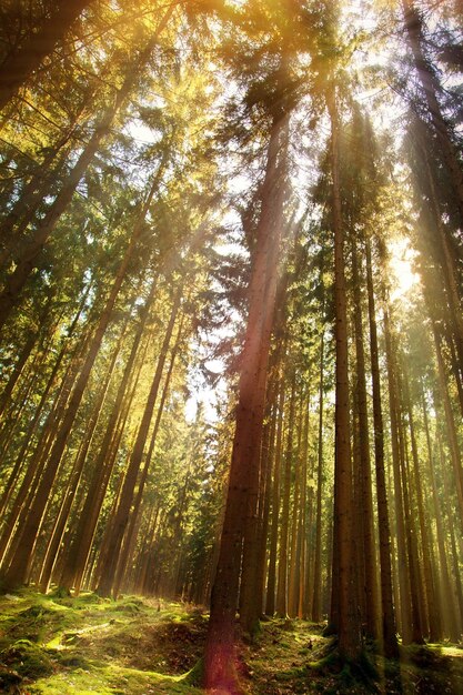 Bautiful forest in autumn season and sunlight photo