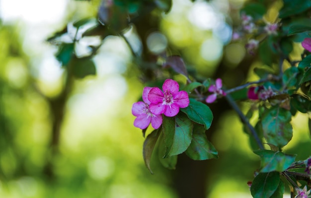 Bautiful pink flowers of blossom cherry tree in spring time awaking after winter