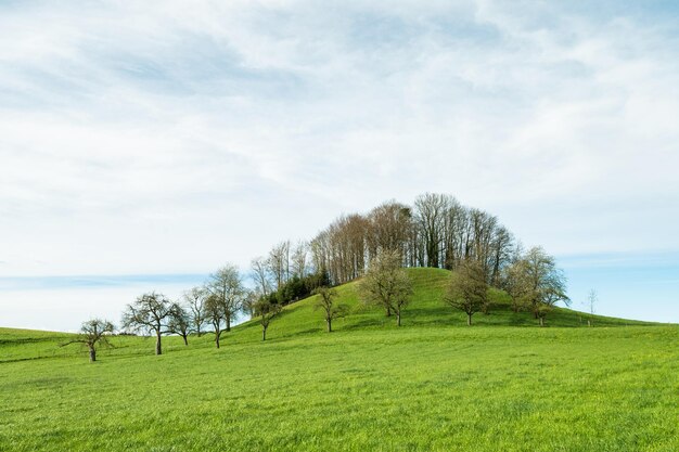 バイエルンの丘陵草原の風景