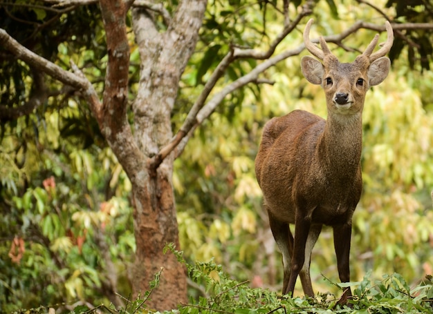 자연 서식지에 서있는 Bawean 사슴