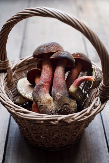 Bay boletus in wicker basket