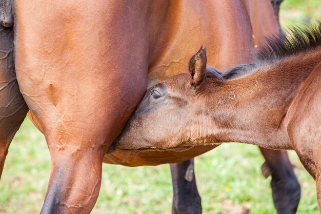 Bay foal zuigen zijn moeder in de zomer in een weide