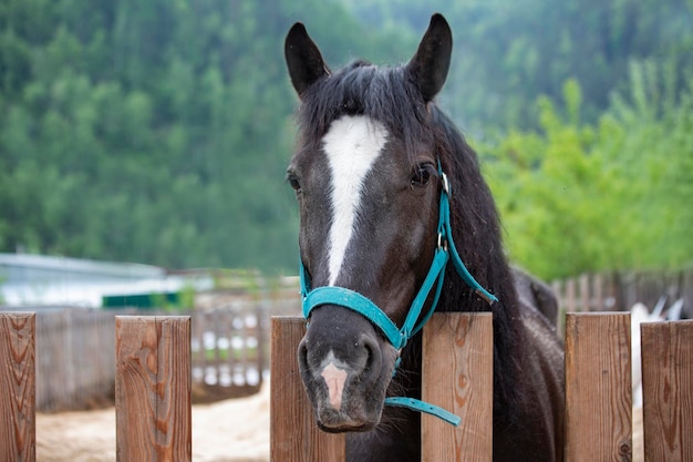 Un cavallo baio in un paddock in un allevamento di cavalli animali per hobby