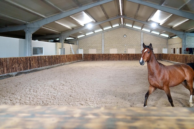 Foto un cavallo da baia è in guardia in una spaziosa arena equestre coperta con un pavimento di sabbia