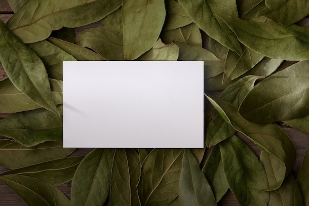 Photo bay leaf background with mockup card