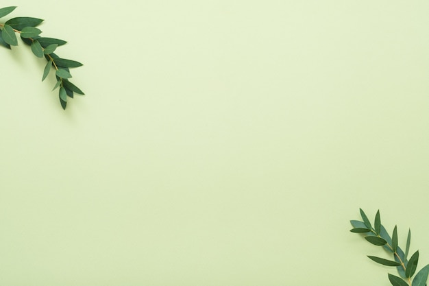 Bay leaf branches. Minimal plant decor. Copy space on light olive background.