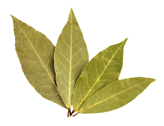 Bay leaf isolated on white background Macro