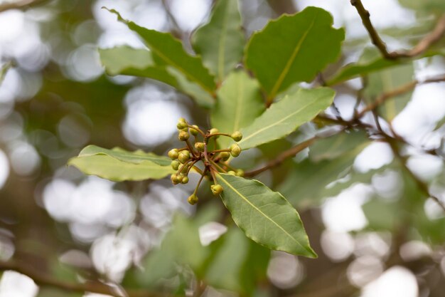 Лавровый лист Laurus nobilis и почки на вечнозеленом дереве семейства лавровых на размытом фоне