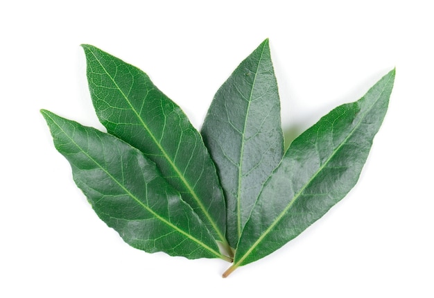 Bay leaves isolated