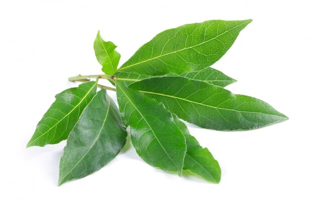 Bay leaves on white