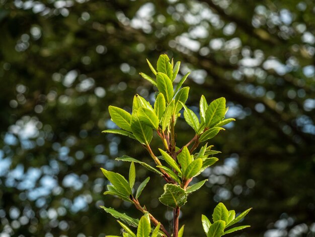 Bay tree and leaves