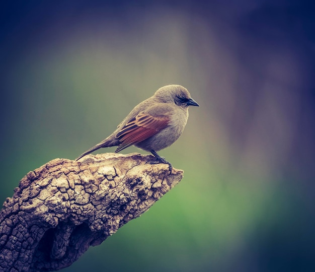 Bay winged Cowbird in Calden Forest environment Patagonia Argentina