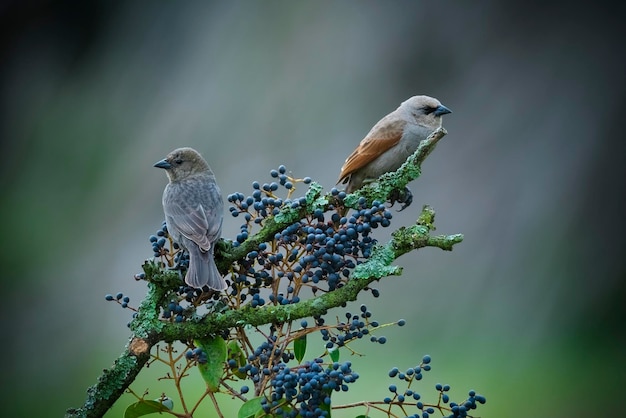 Bay winged cowbird calden forest la pampa patagonia argentina