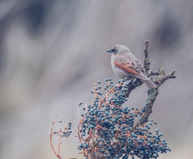 사진 베이 날개 cowbird la pampa province 파타고니아 아르헨티나