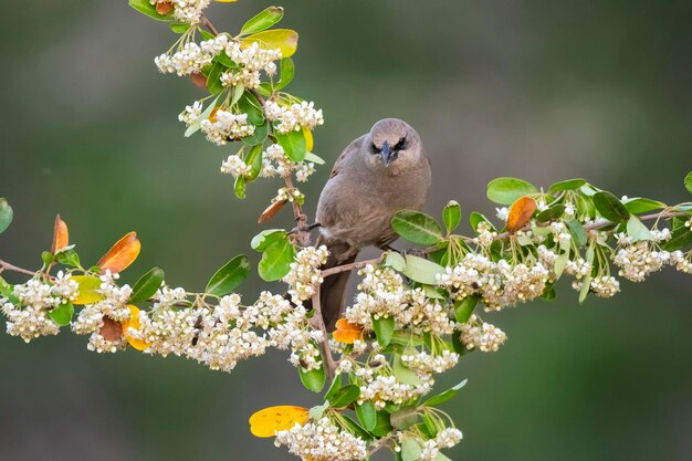 Bay winged Cowbird perched perched on flowers in spring La Pampa province Argentina