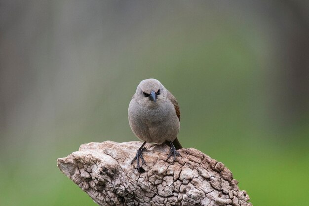 Bay winged Cowbird