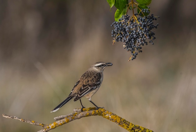 Bay winged Cowbird