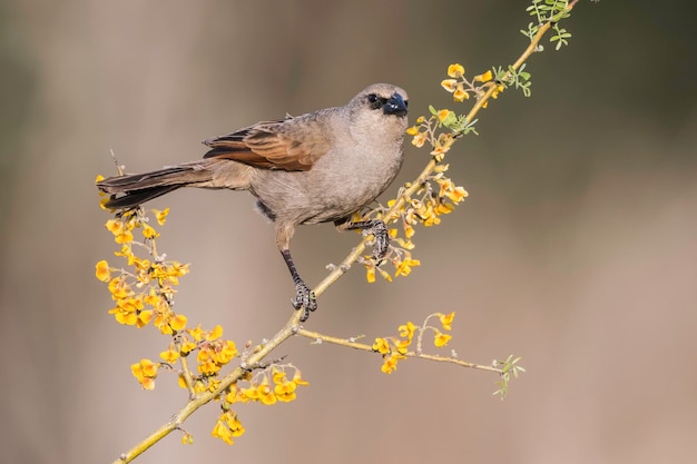 베이 날개 Cowbirdagelaioides badius La Pampa 아르헨티나