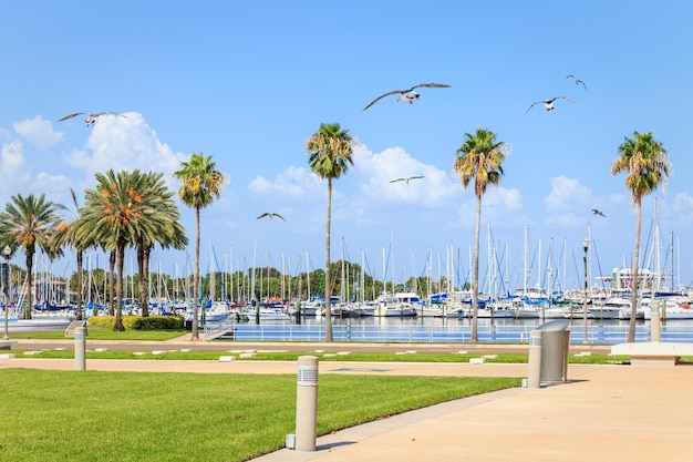 Bay with yachts and seagulls in St Petersburg Florida USA