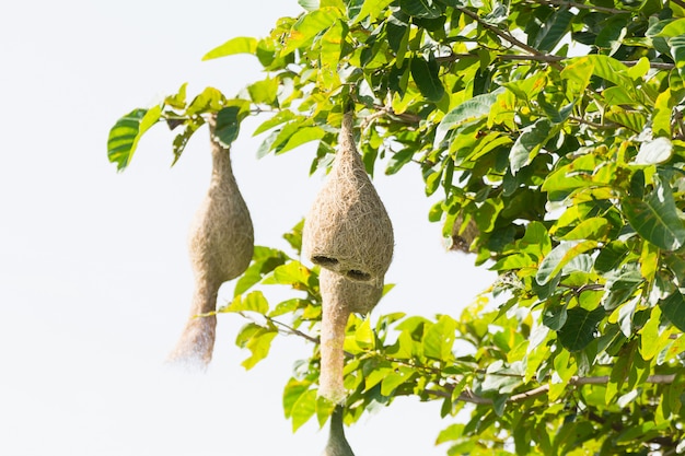 Baya weaver bird nest