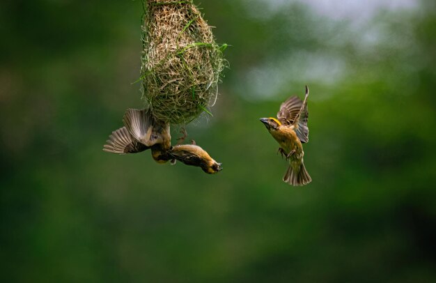 Baya weaver