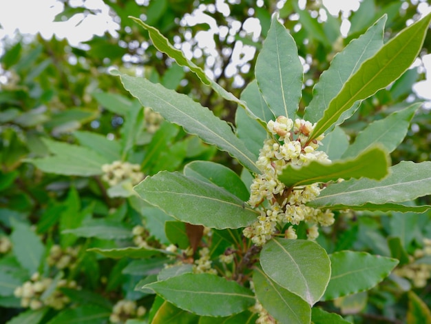 Bayleaf bush in bloom growing in yard outside at springtime Early fresh greenery