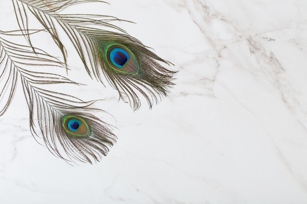 Bbeautiful peacock feather on marble white background