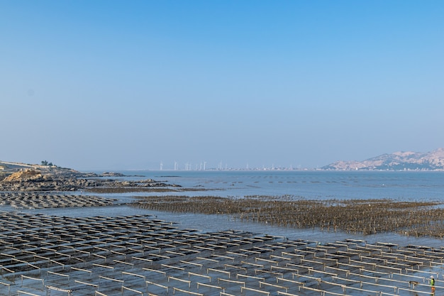 The beach under the blue sky, the laver and oyster farms are on the beach