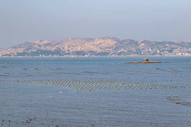 The beach under the blue sky, the laver and oyster farms are on the beach