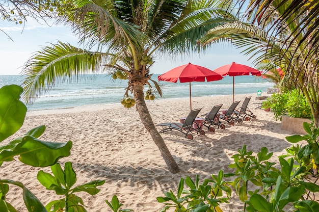 Beach chair under umbrella with coconut on a tropical summer beach.