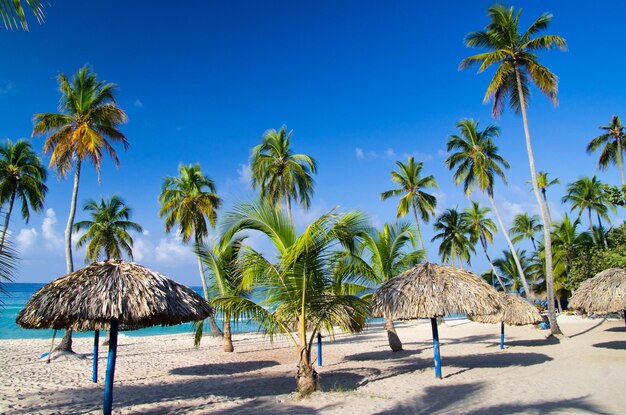 Beach chairs under a palm tree