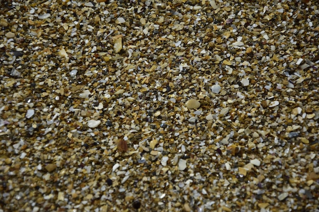아르헨티나 마르 델 플라타 시의 가장 인기 있는 해변에 있는 거친 모래와 조개 껍질의 해변