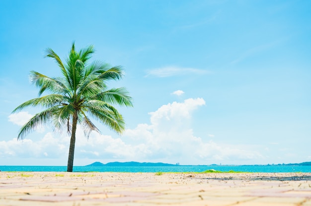 Beach and coconut palm tree with blue sky