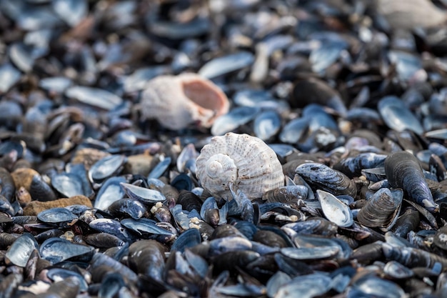 A beach covered in sea shells and some sea snails at Las Flores Maldonado Uruguay