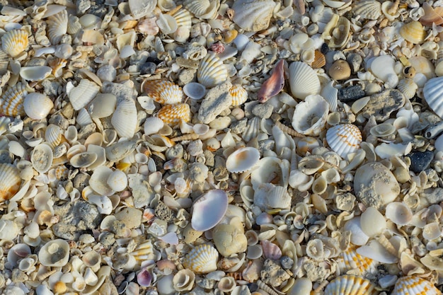 Photo the beach covered with various seashells