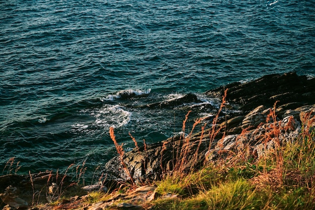 写真 ビーチの乾いた草の葦の茎が風に吹かれて、自然、夏