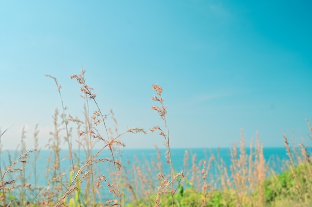 ビーチの乾いた草の葦の茎が風に吹かれて、自然、夏