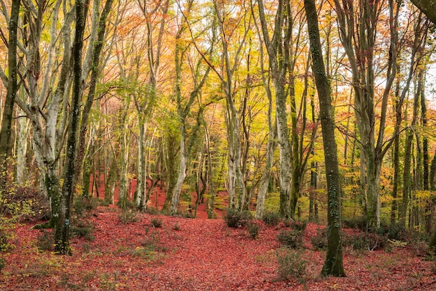 Beach forest in Autumn