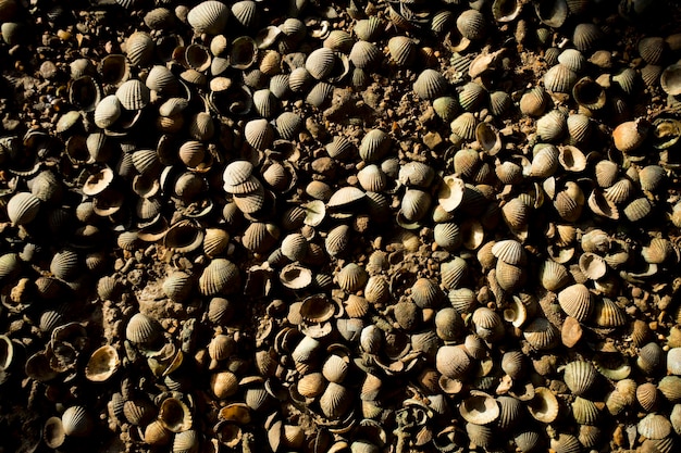 Beach full of clam shells from Ko Yao beach in southern Thailand