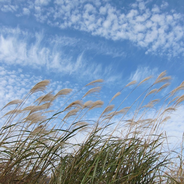 Photo beach grass in the wind