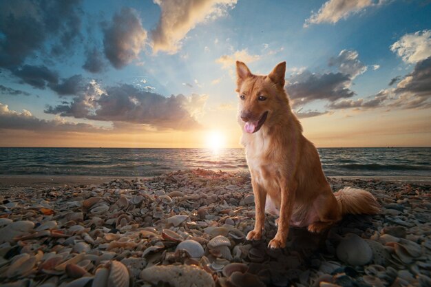 ビーチでやる夕焼けの幸せ犬