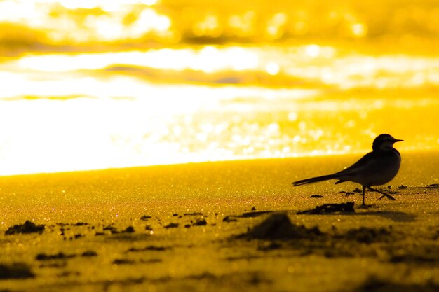 Beach is illuminated by the sunset and bird silhouette