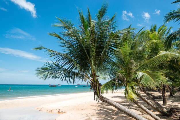 Beach landscape palms holidays